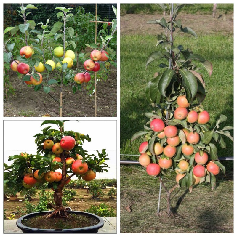 15 Hạt giống Táo Lùn Đỏ