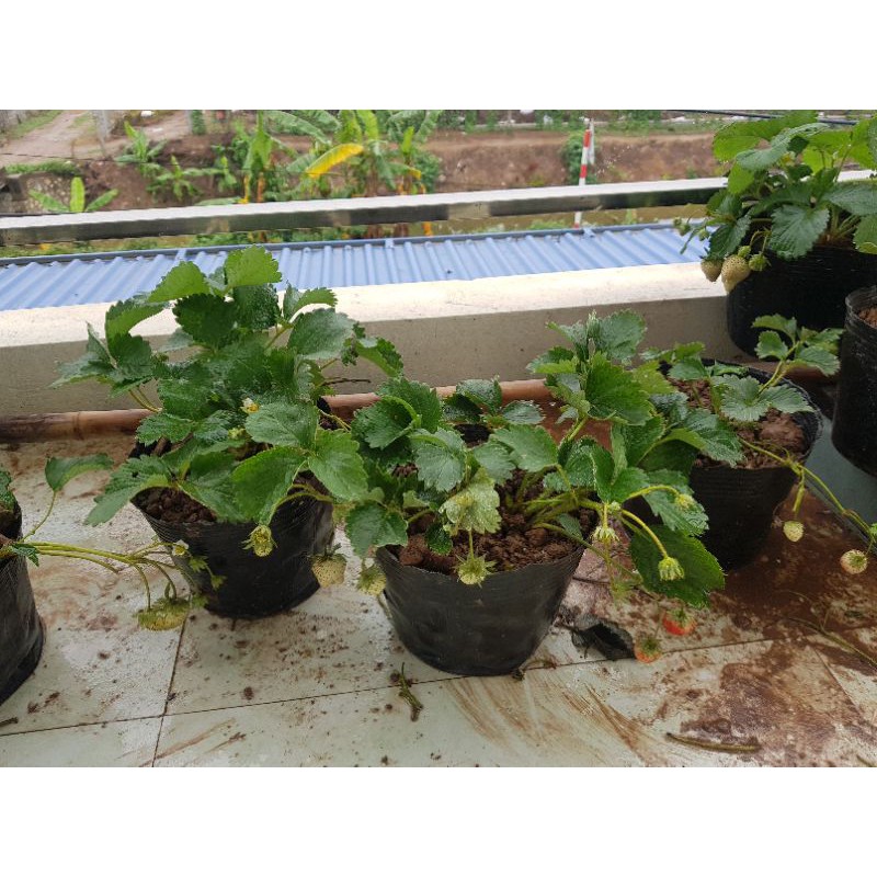 Dâu tây giống Hana Nhật chịu nhiệt dễ trồng, sai quả, trái ngọt