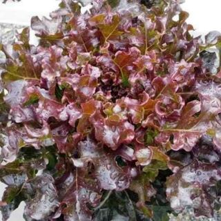 HẠT GIỐNG XÀ LÁCH RED OAK THÁI LAN