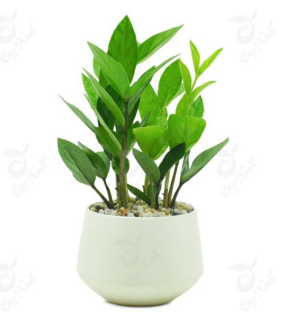 Cây Kim Tiền - Kim Phát Tài để bàn kèm Chậu gốm tráng men