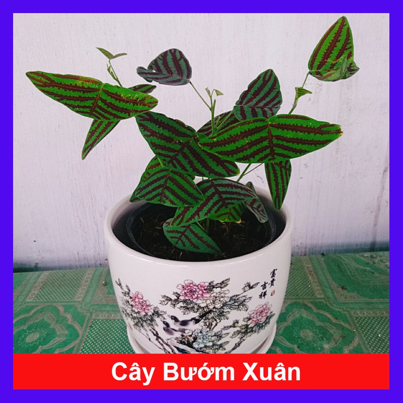 Cây Bướm Xuân - cây cảnh để bàn + tặng phân bón cho cây