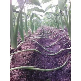 Combo 50 cây giống khoai ngó ngọt (ngó môn) không ngứa sai ngó dễ trồng