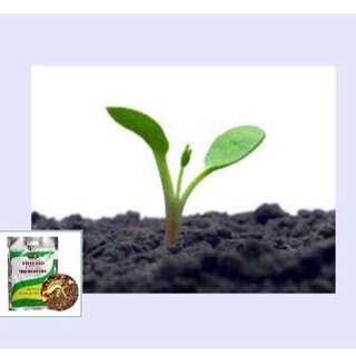 CHẾ PHẨM MEN VI SINH NẤM TRICHODERMA LOẠI 1KG
