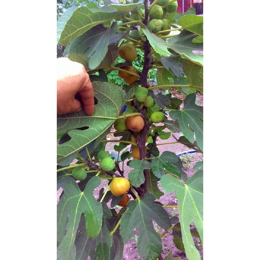 Hạt giống Sung ngọt Mỹ gói 10 hạt - tặng kèm 3 viên nén ươm hạt - HGT