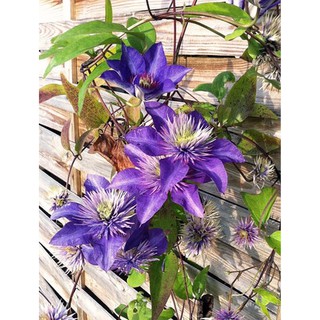 COMBO 2 CỦ hoa leo ông lão-củ giống - CGLOL