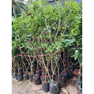 Cây sapo quả to