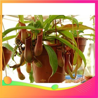 Hạt Giống Cây Nắp Ấm [ Tặng bộ dụng cụ làm vườn Mini 3 món ] VIETGAR