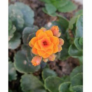 Cây giống sống đời nhiều màu