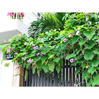 Dây Leo Cát Đằng ( Bạc Thau)
