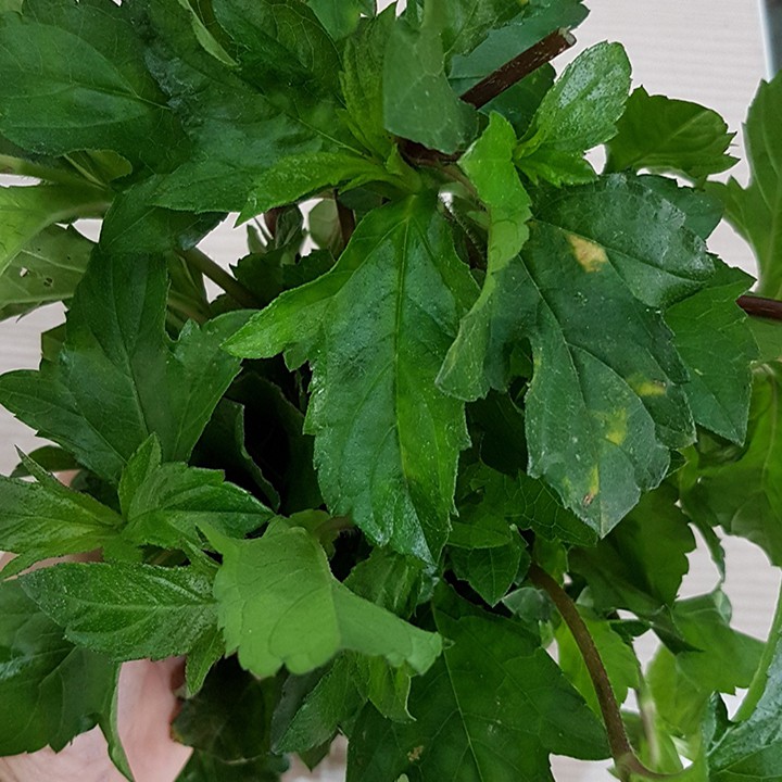 🌿 Lá sài đất tươi - Chỉ giao hàng tại khu vực Hà Nội