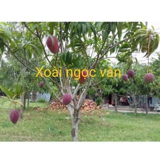 CÂY GIỐNG XOÀI NGỌC VÂN ( XOÀI TÍM )