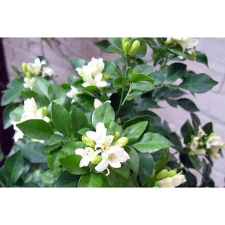 Giống cây nguyêt quế