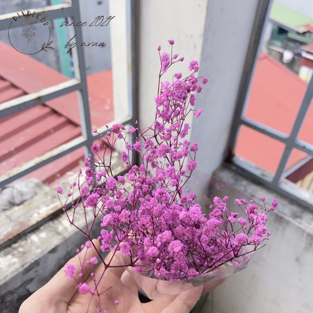 Hoa Baby Khô Trang Trí - Gypsophila