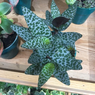 Sen gấm 15k(1 củ) sen đá hồ lô