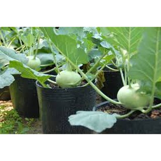 Hạt giống Su Hào F1