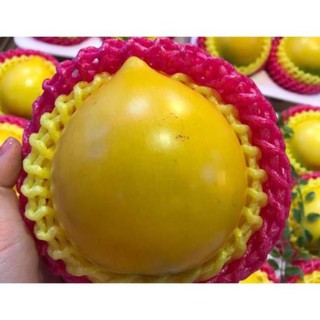 CÂY GIỐNG VÚ SỮA HOÀNG KIM 40K/CÂY