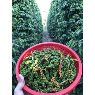 Tiêu Phú Quốc loại 1( túi 500g ).