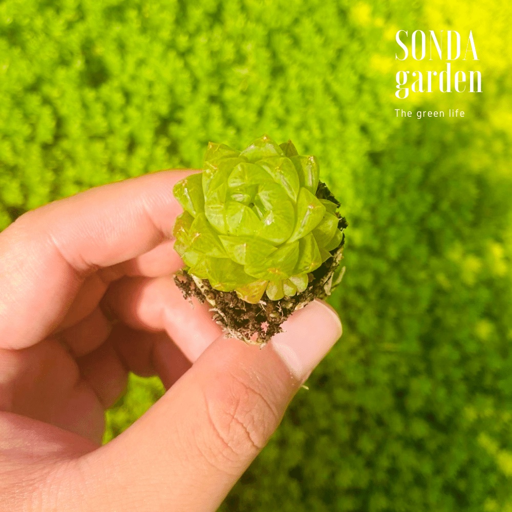 Sen đá ngọc lá bé SONDA GARDEN size mini 1.5-3cm, cây cảnh trang trí nhà cửa, lỗi 1 đổi 1