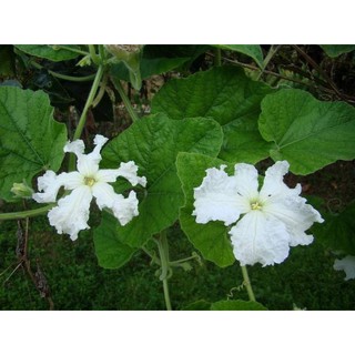 HẠT GIỐNG BẦU CÁC LOẠI  - 1 Gói