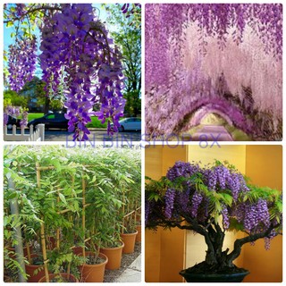 Hạt Giống Hoa Tử Đằng ( 3 Hạt)