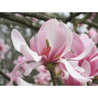 hạt giống hoa mộc lan f1