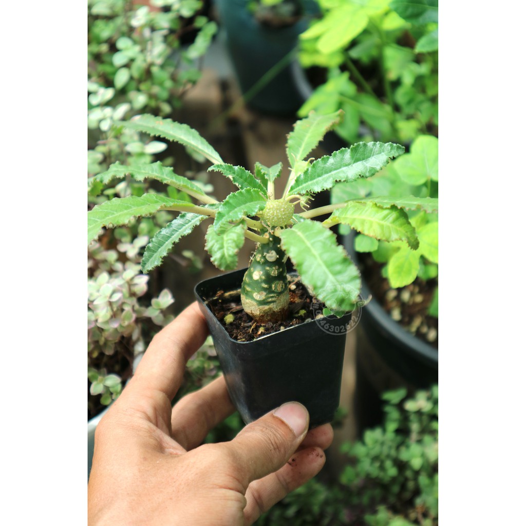 Cây hoa MẶT TRỜI thân củ - CHẬU NHỰA