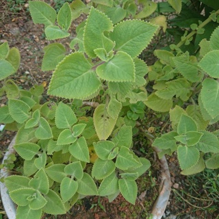 Cây Húng Chanh