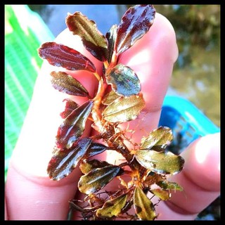 Bucephalandra Sp Brownie Falcon
