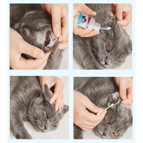 Nước Rửa Vệ sinh Tai Cho Chó Mèo Ear Care Bioline 50ml  Morning Pet Shop - Hỗ trợ trị viêm tai cho thú cưng