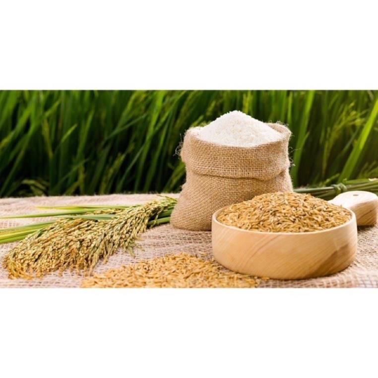 COMBO 5 KG LÚA CHẮC HẠT CHO CHIM/GÀ