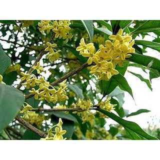 Quế hoa ( hoa mộc ) 100g
