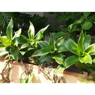 1kg lá lược vàng tươi