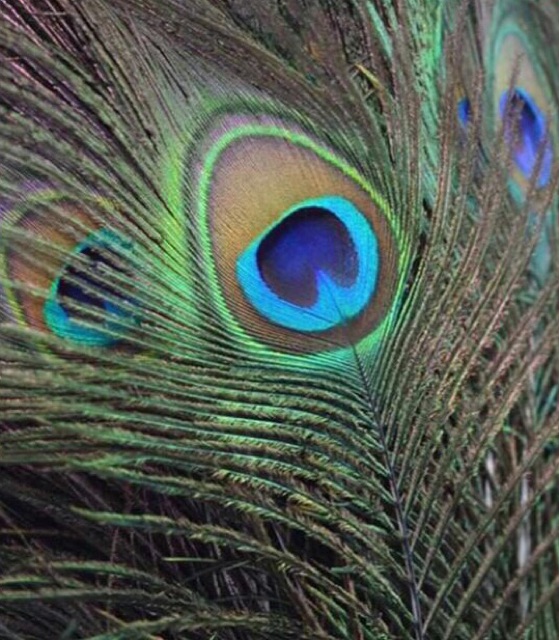 Combo 30c lông công đại cát đại lợi loại to đẹp 65-70cm | BigBuy360 - bigbuy360.vn