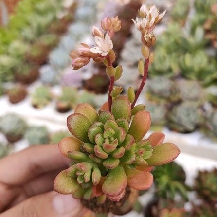 SEN ĐÁ SEDUM KẸO MINI
