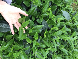 Chè Thái Nguyên (chè ta)