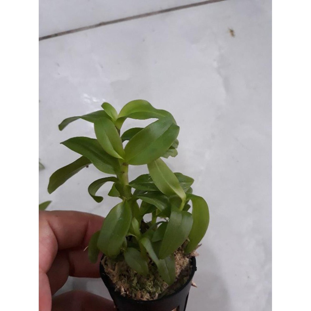 hoa phong lan 5ct họng tím | BigBuy360 - bigbuy360.vn