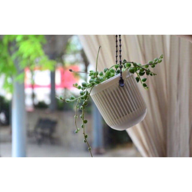 Chậu nhựa trồng cây hai lớp 9*8cm.