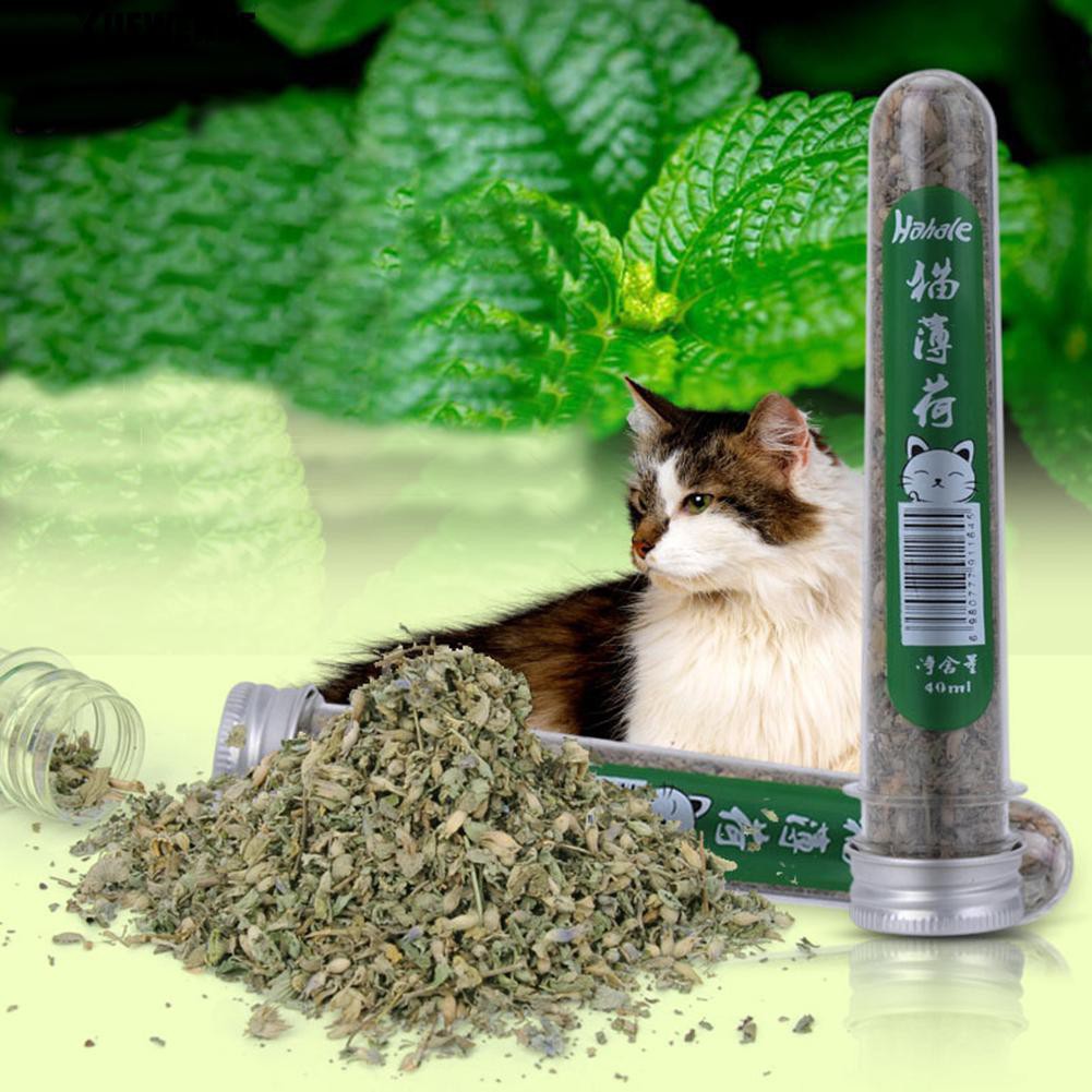 Cỏ mèo (Catnip) ống 10g, cỏ bạc hà cho mèo giá siêu rẻ