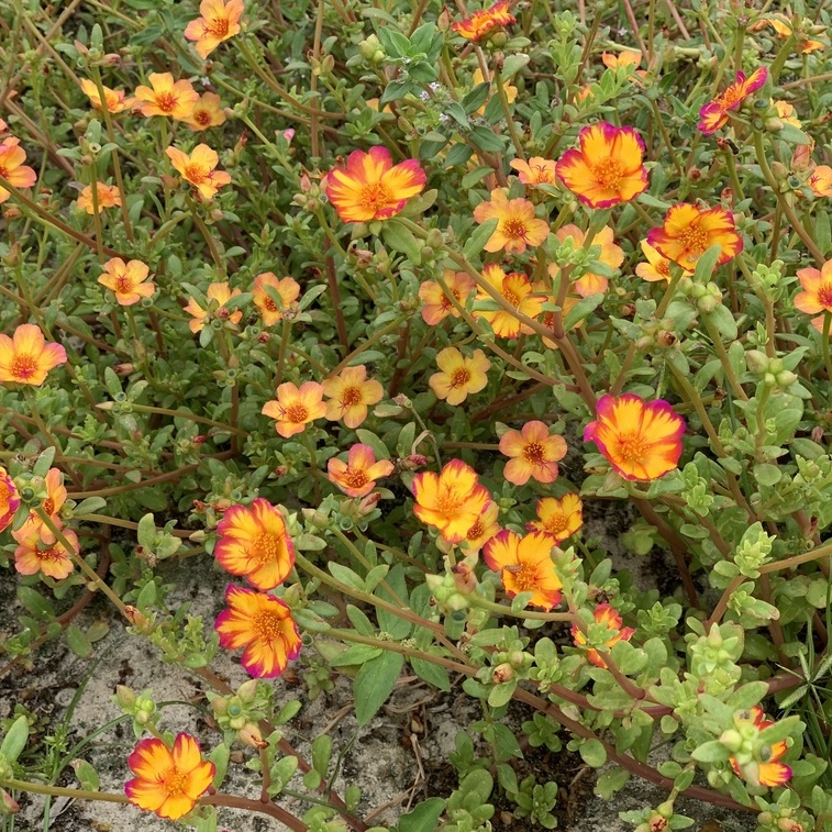 Hoa sam đơn 1kg combo 22 màu