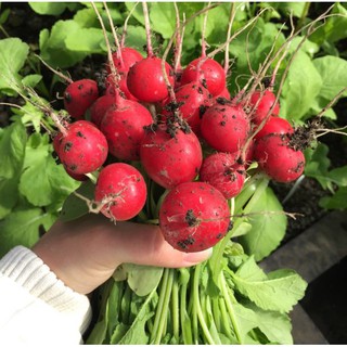 Hạt Giống Củ Cải Đỏ