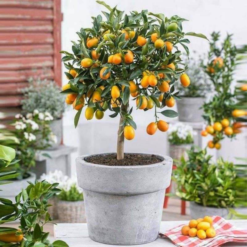 Cây 🌲 Tắc thái  ( ngọt) đang trái