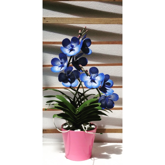 Hoa Lan Vanda xanh