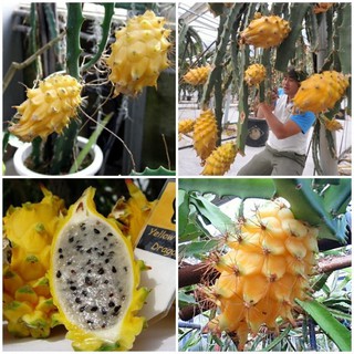 CÂY GIỐNG THANH LONG VỎ VÀNG RUỘT TRẮNG THÁI LAN SIÊU NGỌT, SIÊU QUẢ