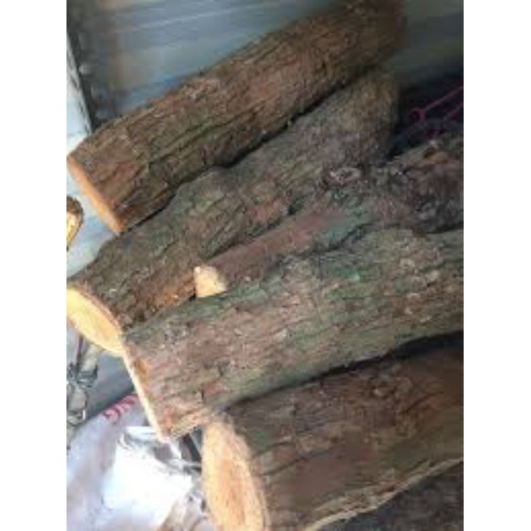 5 Khúc gỗ vú sữa ghép lan đường kính 6cm-8cm dài 20cm