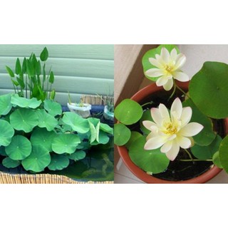 Combo 5 củ tulip