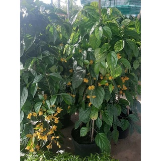 Cây Lan Hoàng Dương( tặng kèm phân bón)