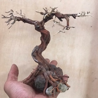 Cây Bonsai mini giá rẻ