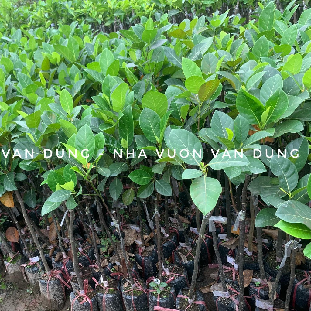 Cây giống mít ruột đỏ (ảnh thật cây giống tại vườn)