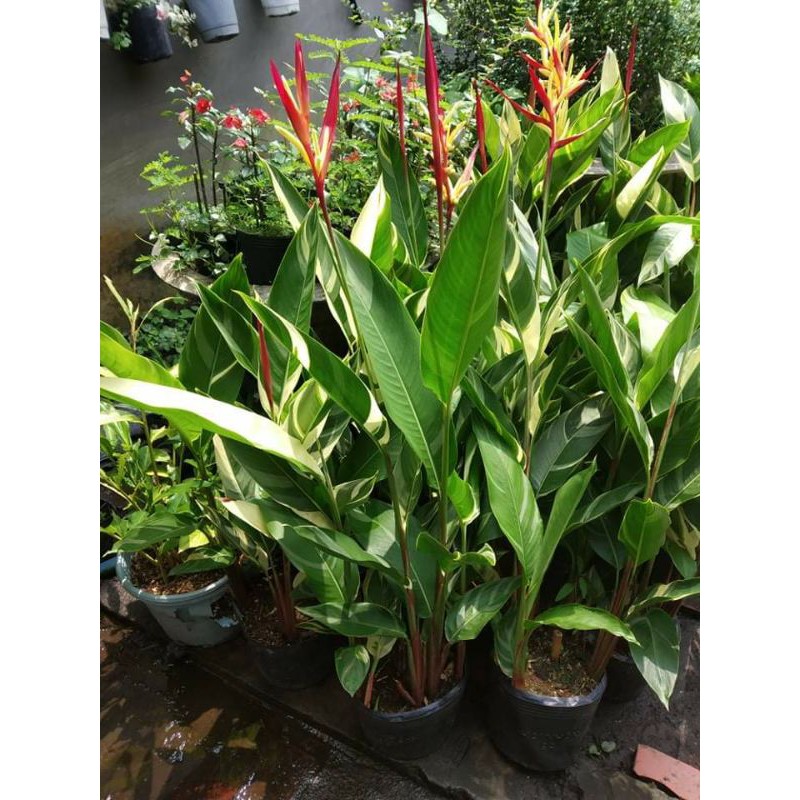 Cây mỏ két cẩm thạch