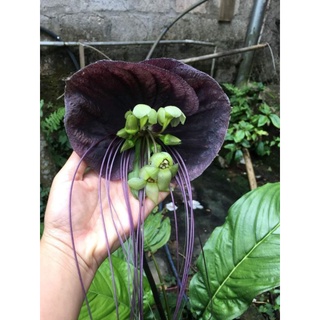 5cây râu hùm